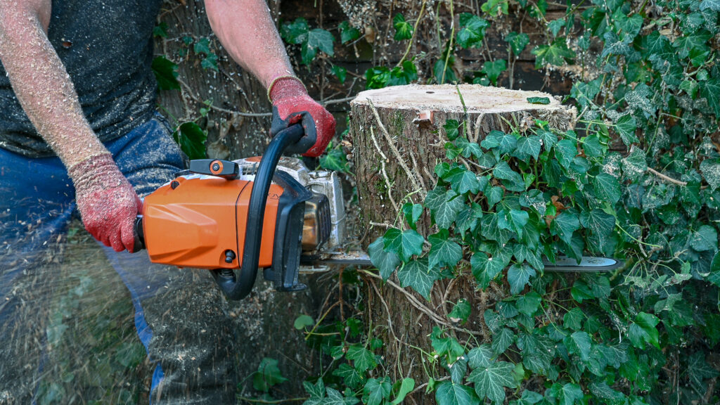 AdobeStock 293166901 - Affordable Tree Surgery and Garden Maintenance